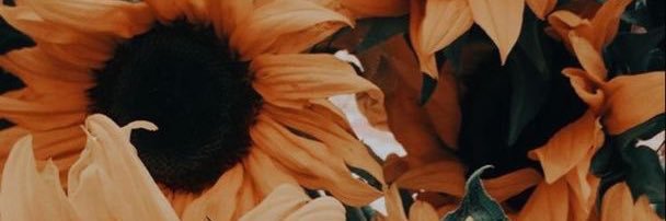 cocoabbun's profile banner image