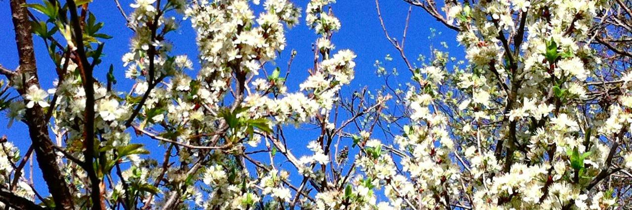 Barnegat Patch banner