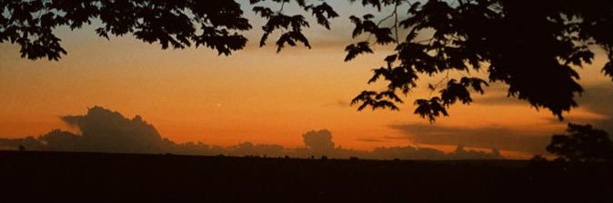 wlmsNFT's profile banner image