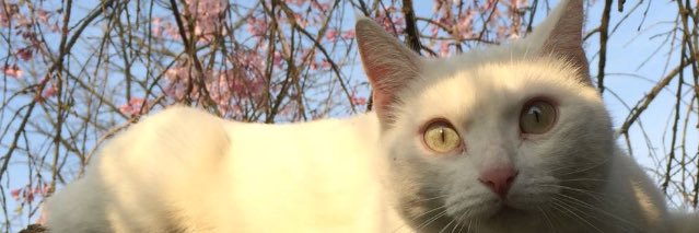 RenataLauce's profile banner image