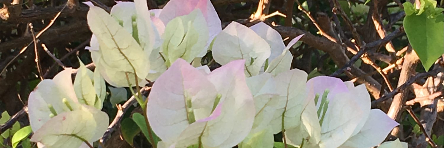 patpattison's profile banner image