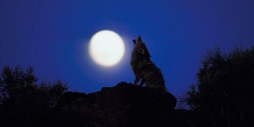 Anselmo-Merna banner