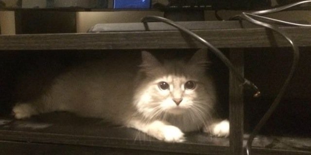 AxialCat's profile banner image