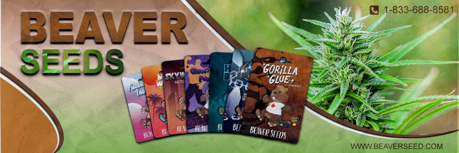 beaverseeds's profile banner image