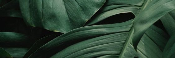 Couve_gui's profile banner image