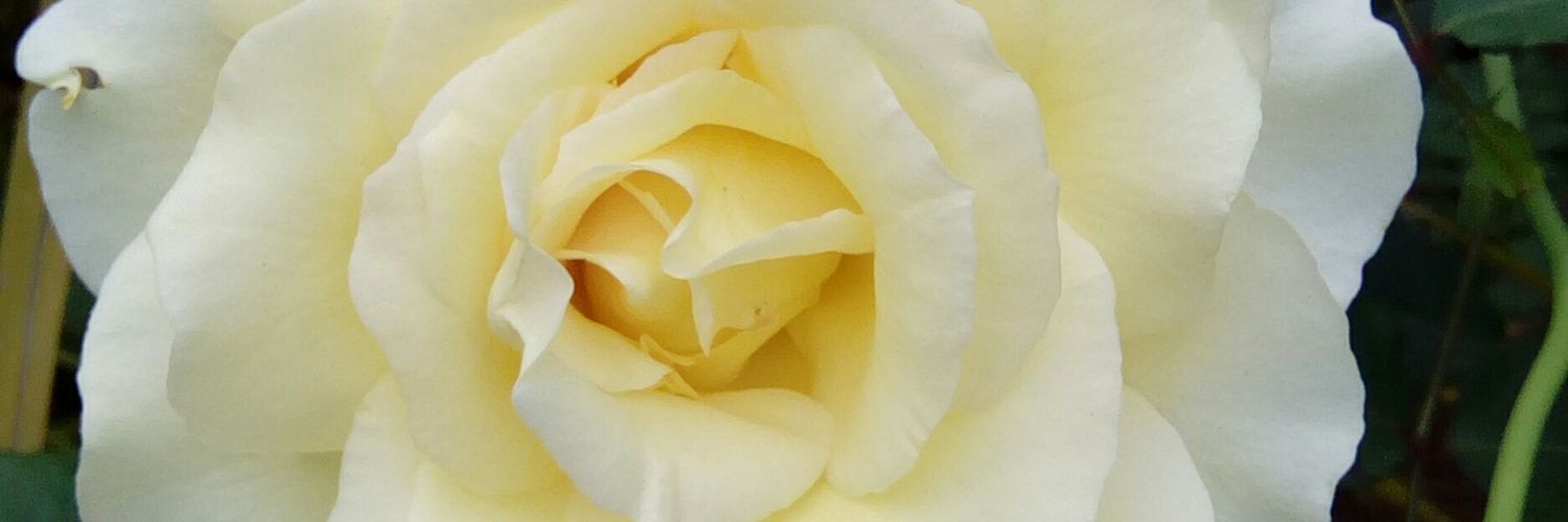 Mimsfluence's profile banner image