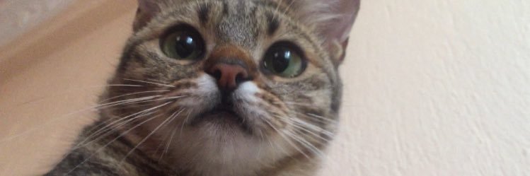 haticeytgnn's profile banner image