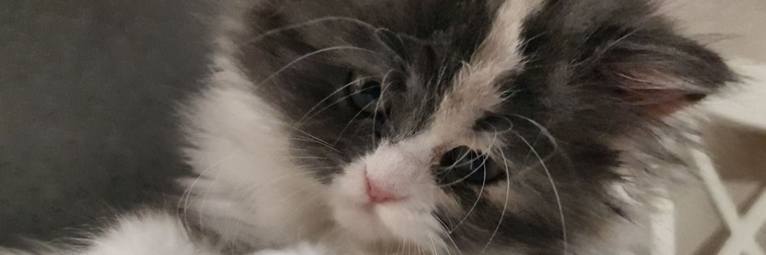 Ignacio López de Maturana banner