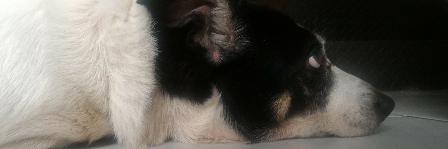 VitorHonorato97's profile banner image