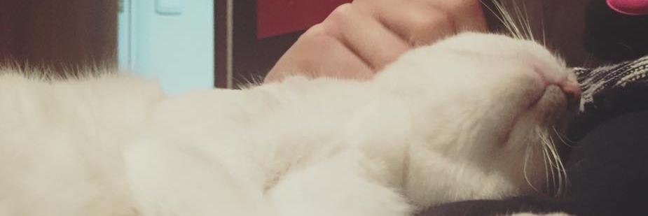 Asabal79's profile banner image