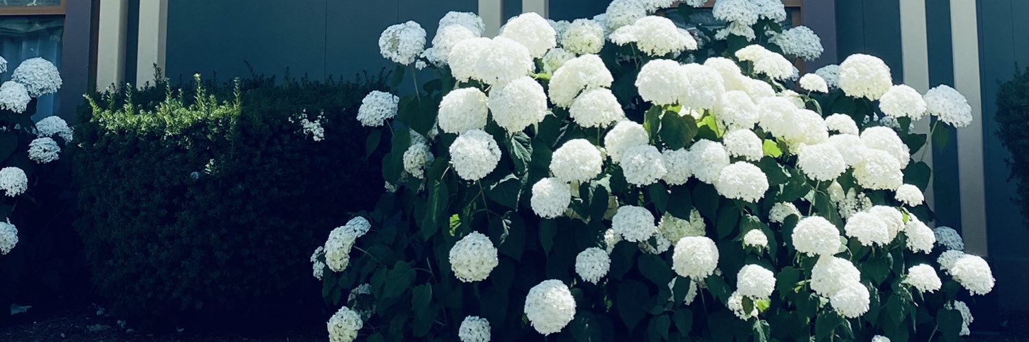 Megan Mompher banner