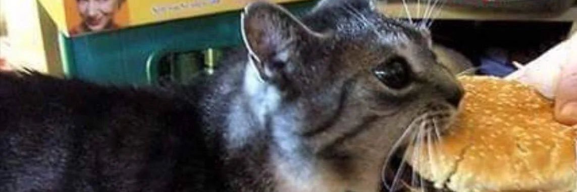 mdoggas's profile banner image