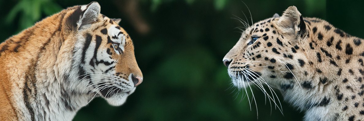 WildCats Conservation Alliance banner