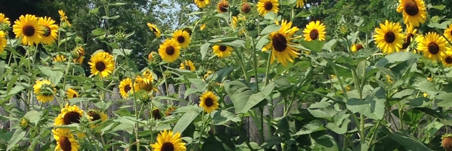 VanessaOConnell's profile banner image