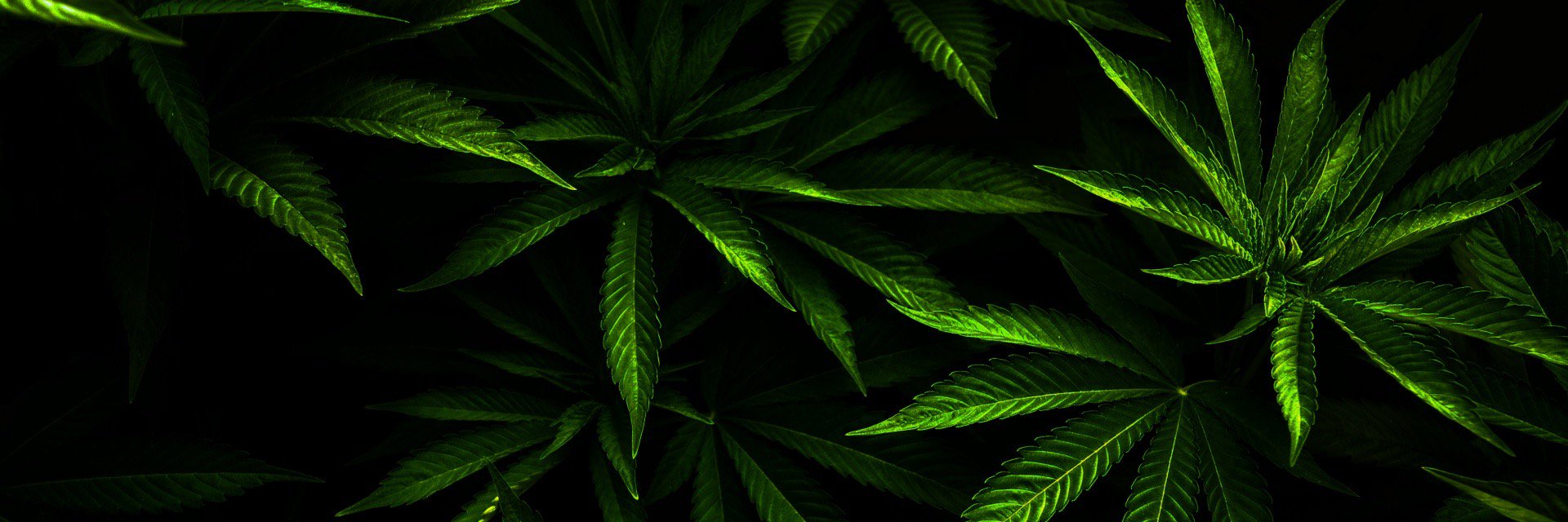 Y banner