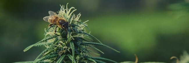 greenrrdotcom's profile banner image