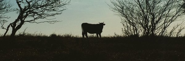 labirent Profile Banner