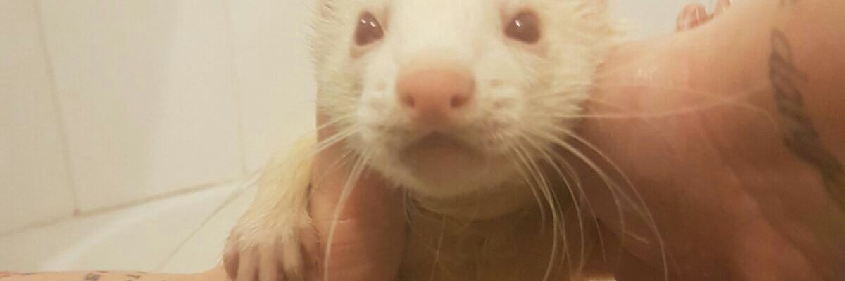 Phoebob's profile banner image