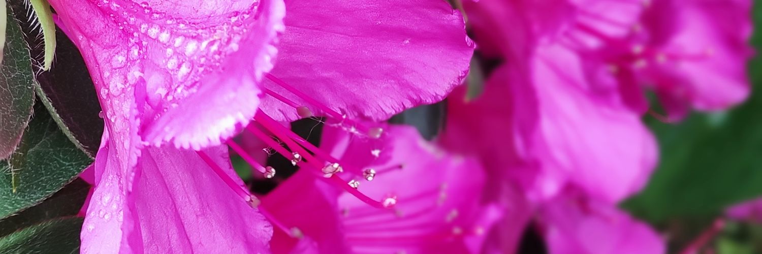 ViolaMabel's profile banner image