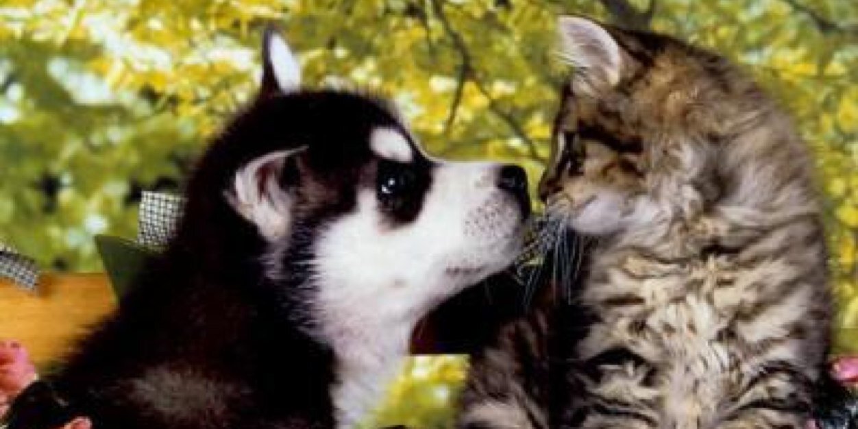 PostBadPet's profile banner image