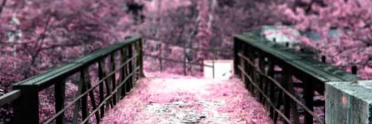 TaylorPowell_'s profile banner image