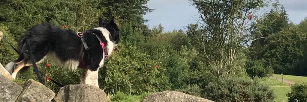 BryceLorna's profile banner image