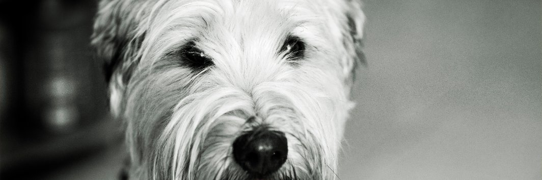 InfoHund's profile banner image