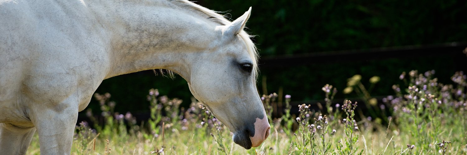 Simple System Horse Feeds banner