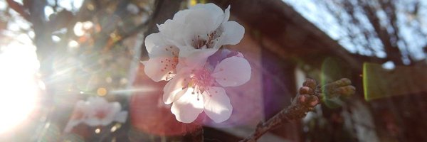 lexy_apple Profile Banner