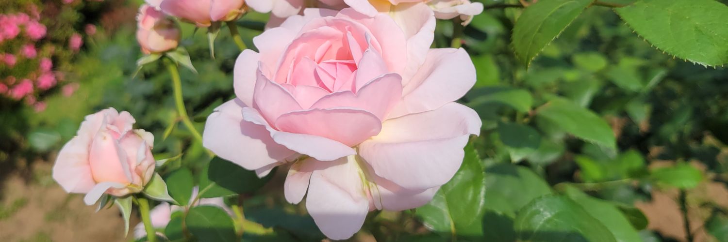 Rosema110w's profile banner image