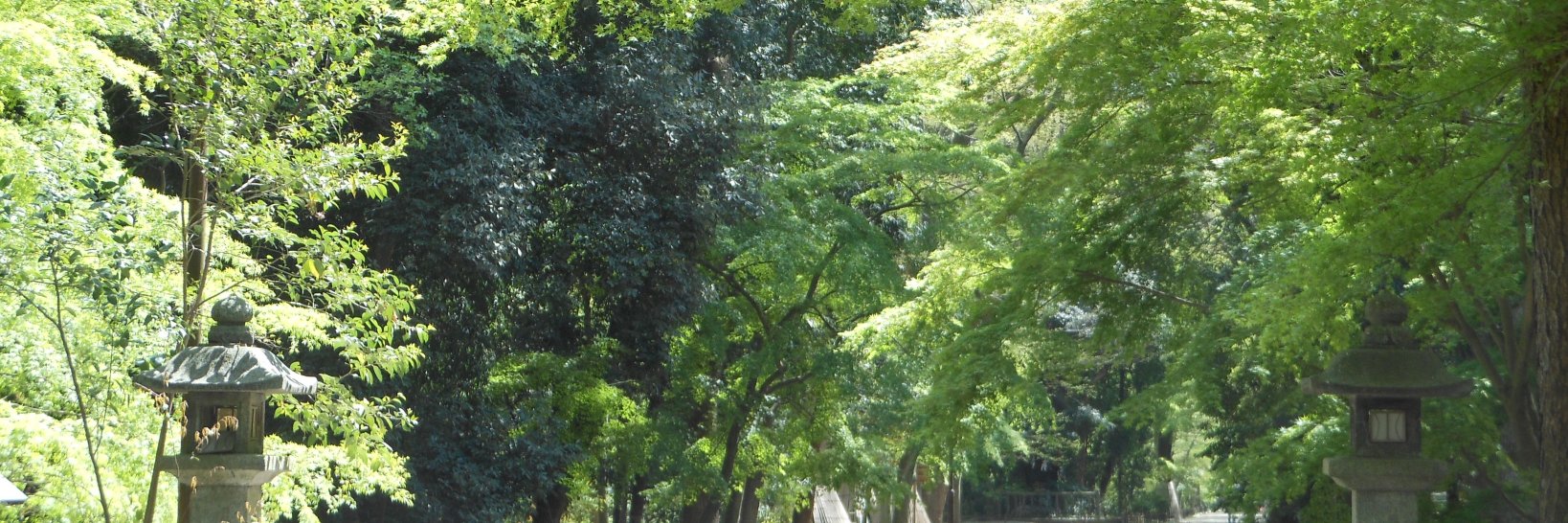mosskok's profile banner image