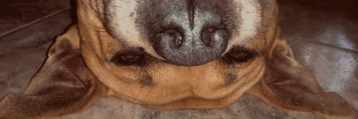 sasharohner's profile banner image