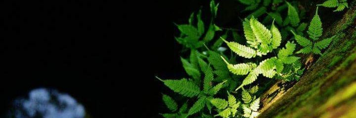 MaiFeather's profile banner image