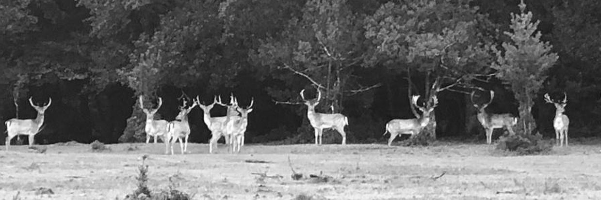 Living in The New Forest banner