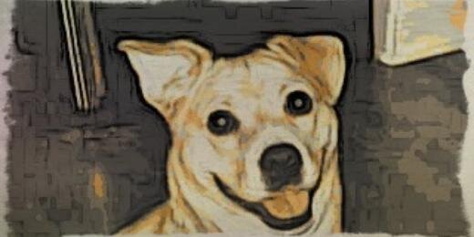 fido_indy's profile banner image