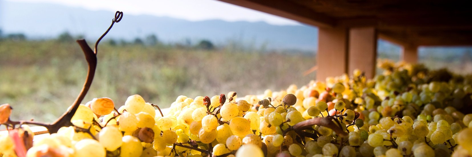 Dubrovnik Festiwine banner