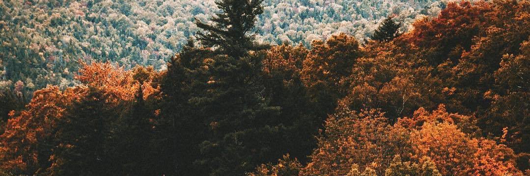gracie_bud's profile banner image