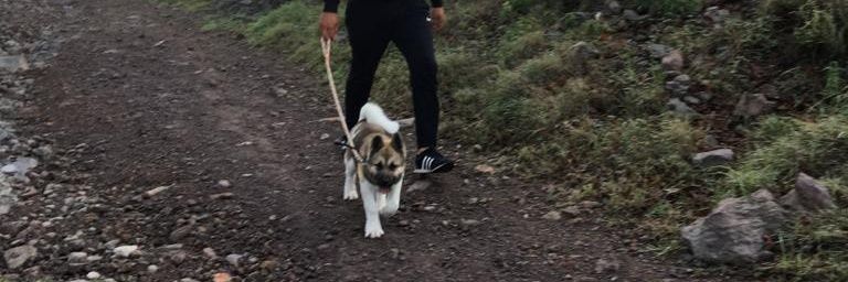 pollojos's profile banner image