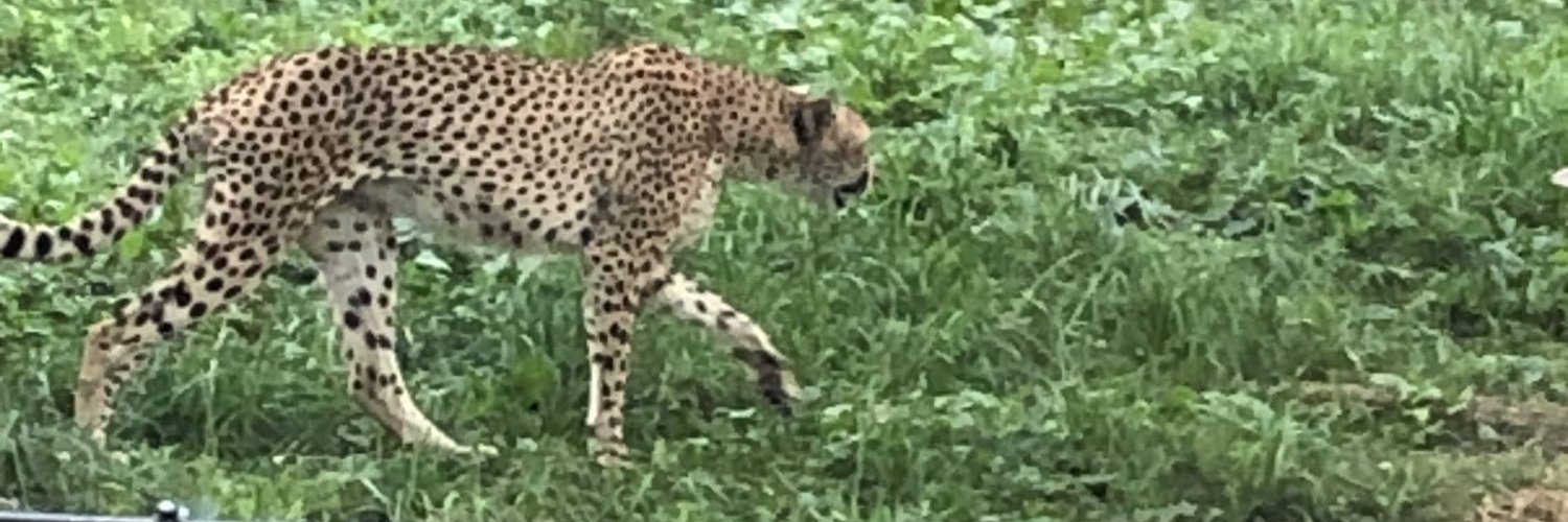 Heather, Dice Goblin banner