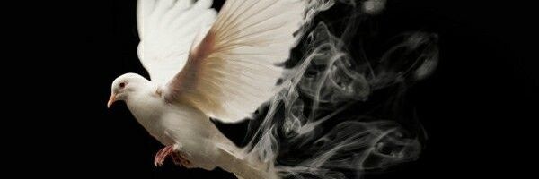Puredove🕊 banner
