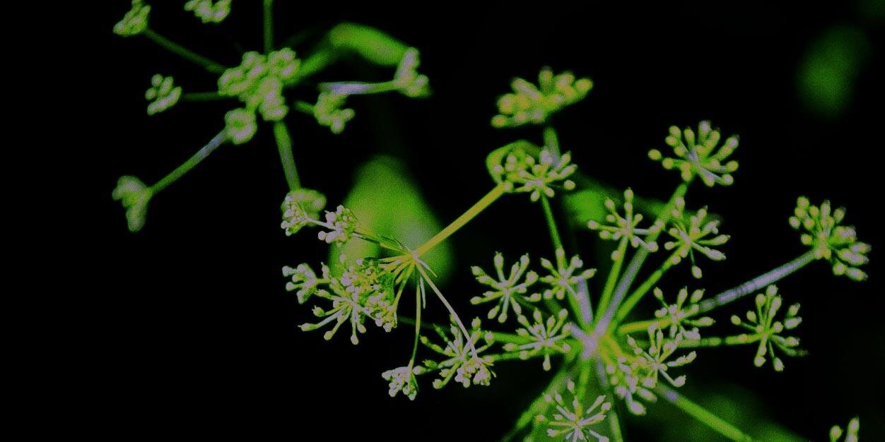 mygardentoad's profile banner image
