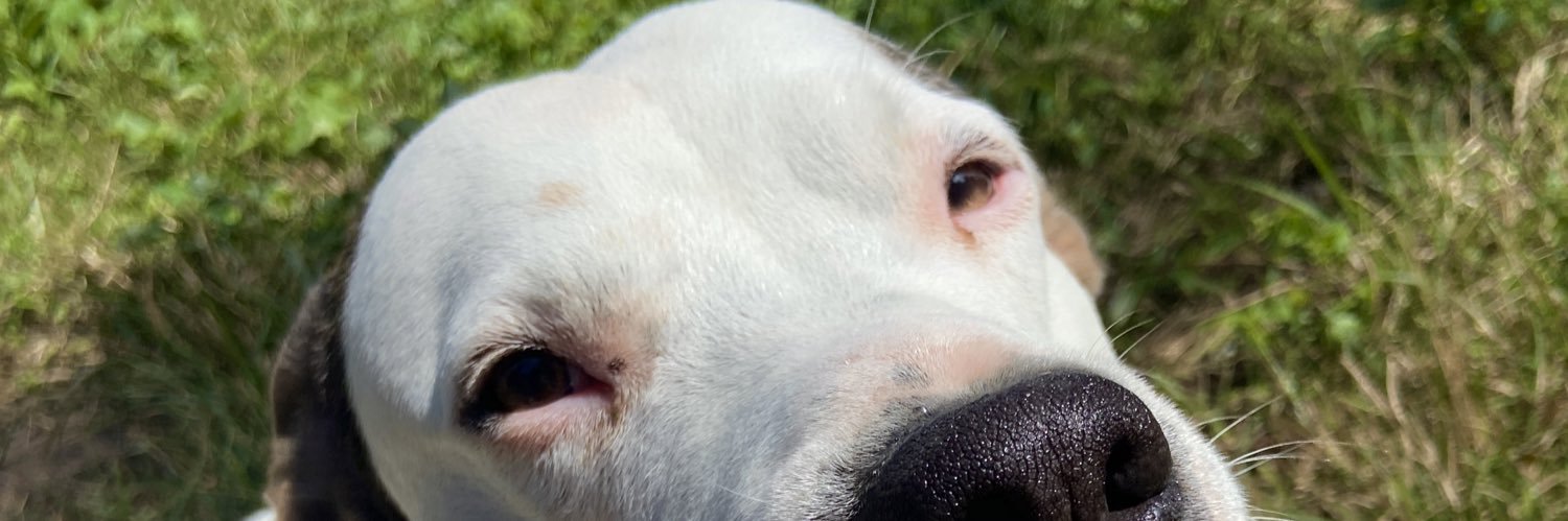 angiemelisl's profile banner image