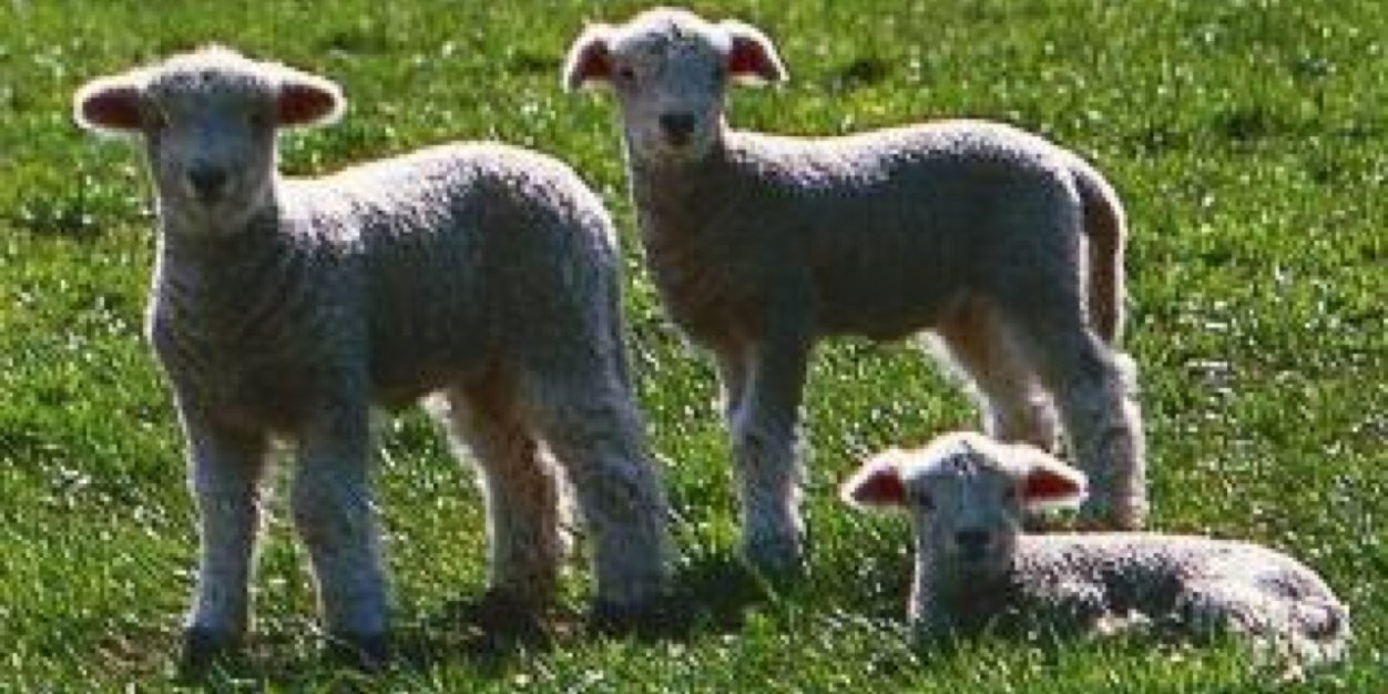 Kaori@NZ🇳🇿ニューアース案内人 banner