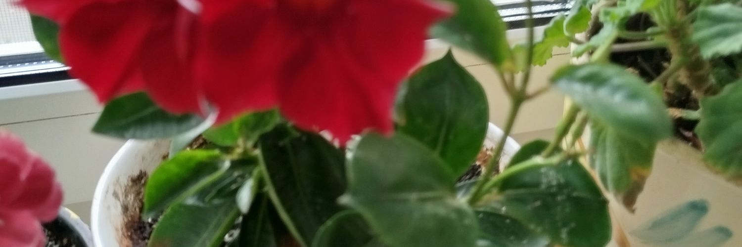 🩵💛Галина banner