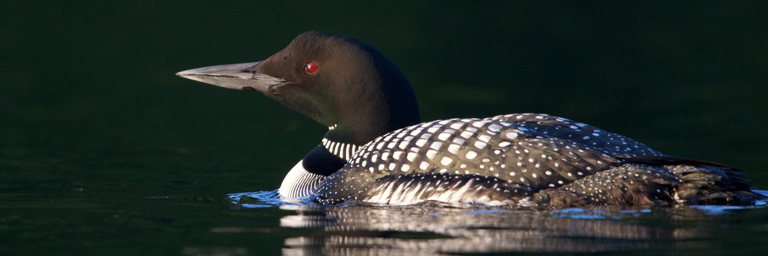 Algonquin_PP's profile banner image