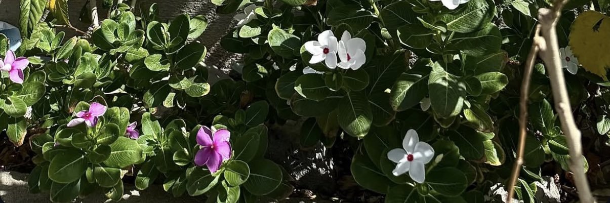 Lujain_ghh's profile banner image