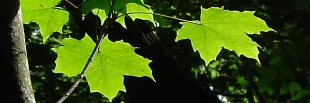 Osiedlowy's profile banner image