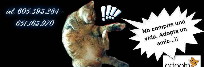 Adoptagat's profile banner image