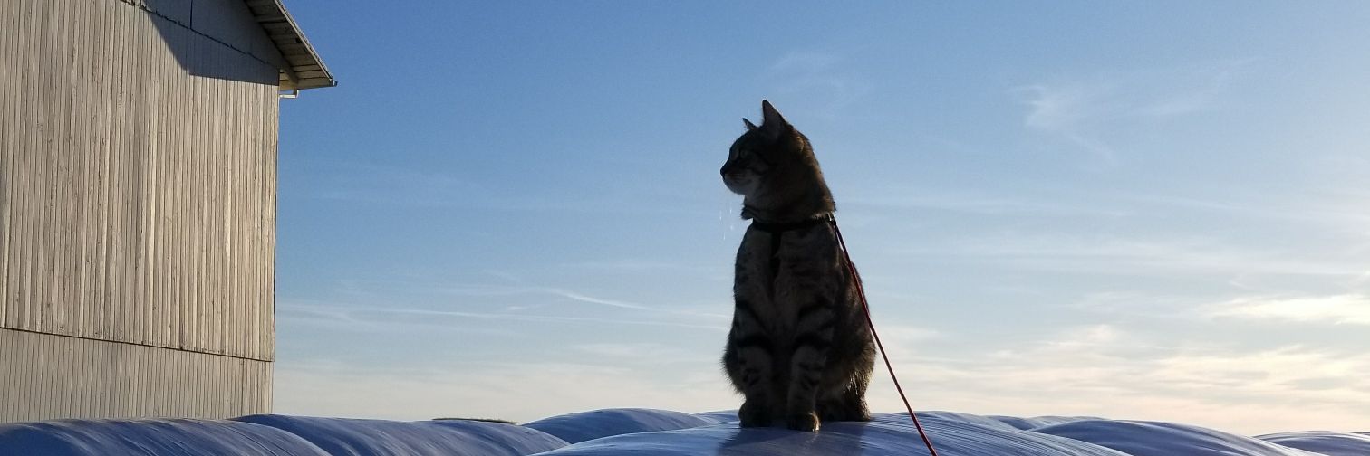 madelinnie's profile banner image