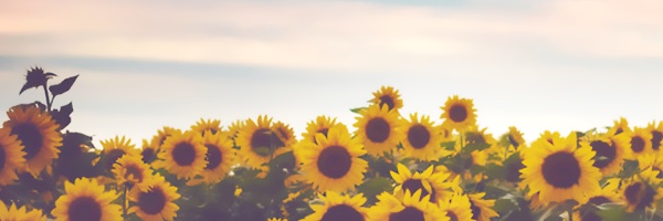 adeda's profile banner image